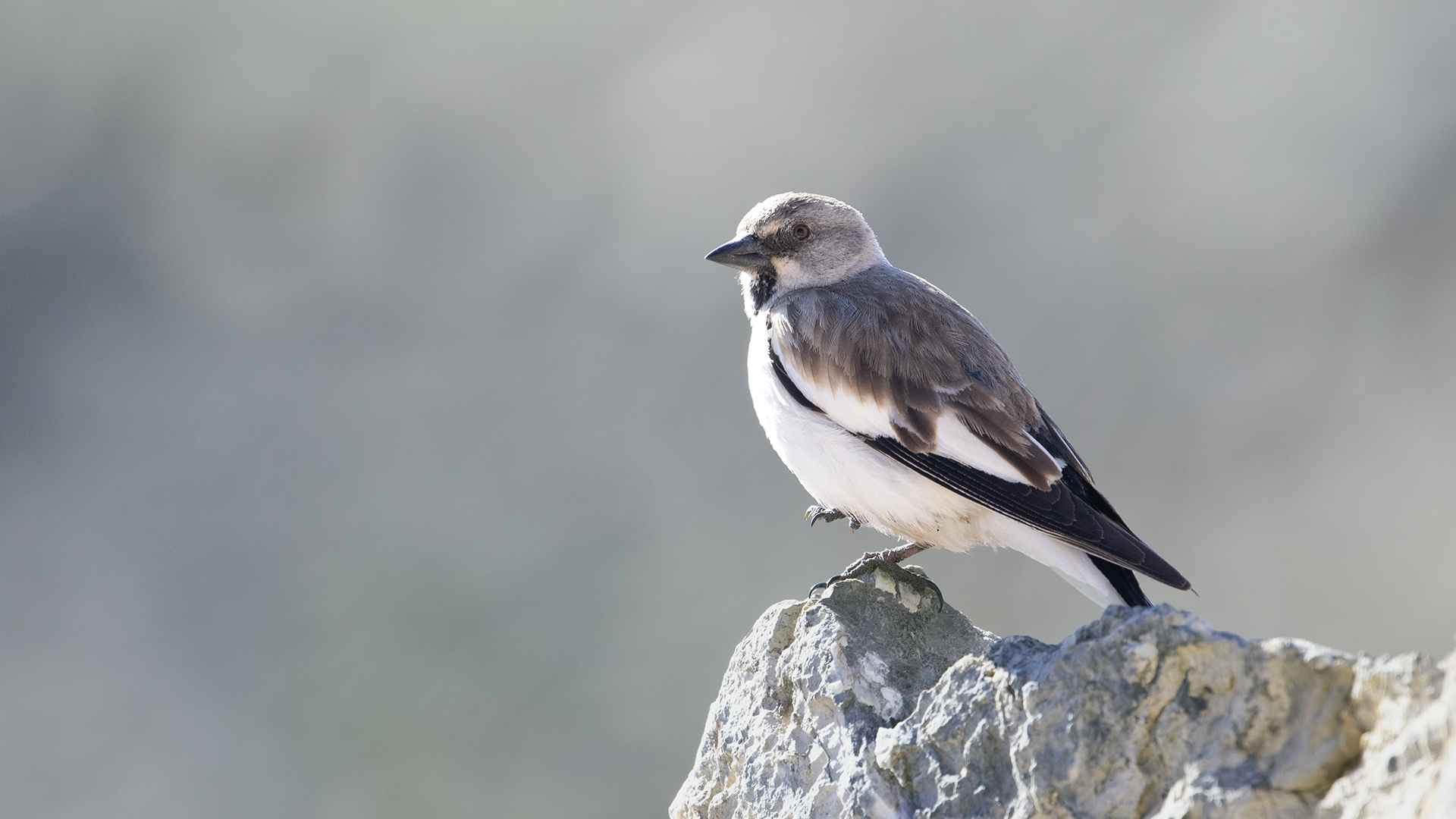 White-winged Snowfinch